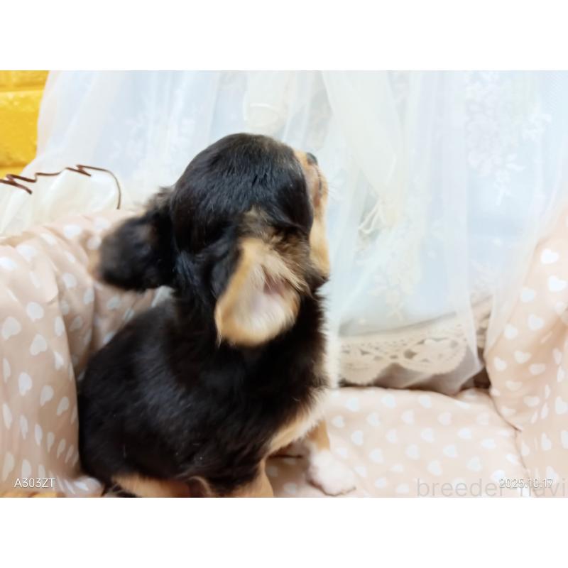 販売中の千葉県のチワワ(ロングコート)-419095の23枚目