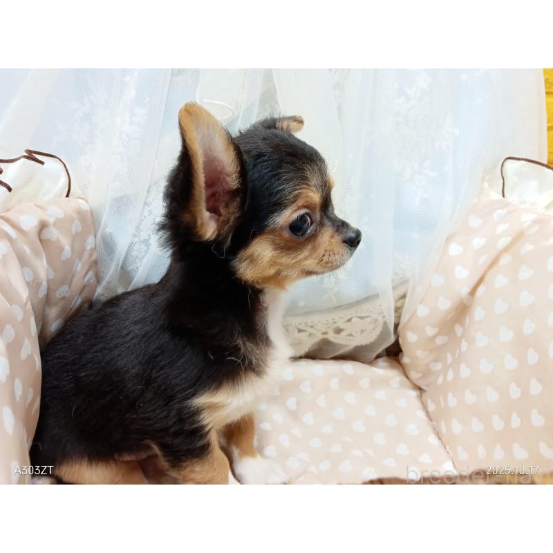 販売中の千葉県のチワワ(ロングコート)-419095の21枚目