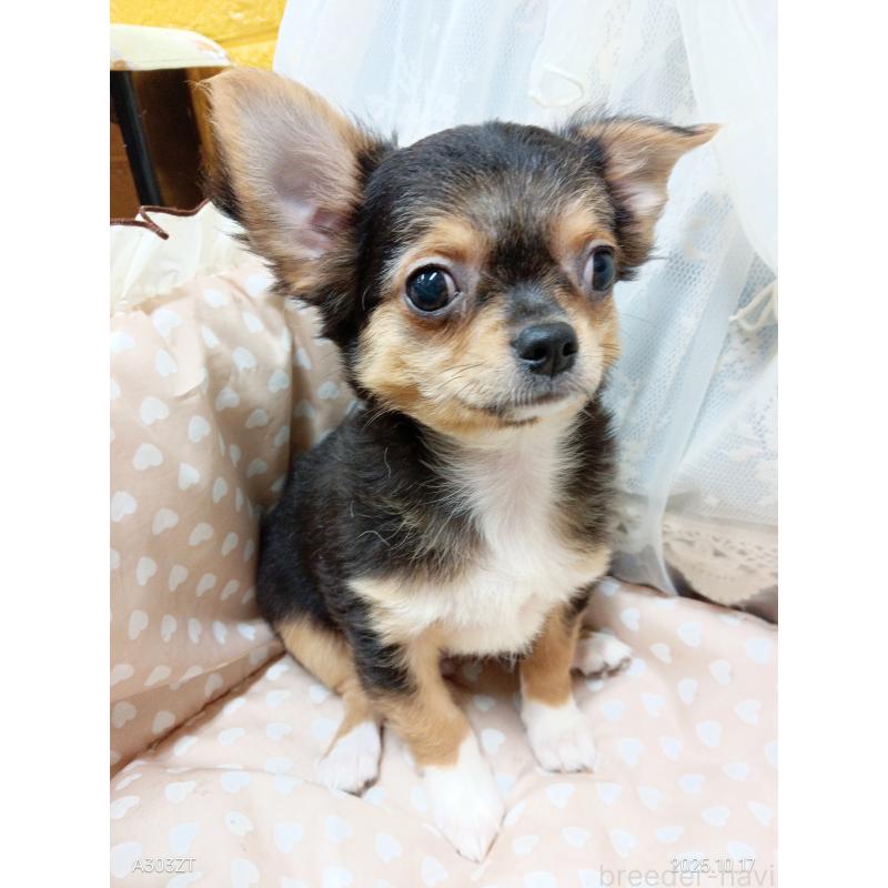 販売中の千葉県のチワワ(ロングコート)-419095の20枚目