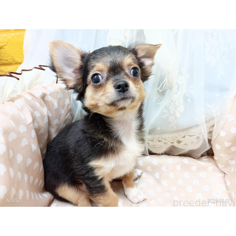 販売中の千葉県のチワワ(ロングコート)-419095の19枚目