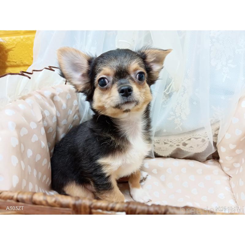 販売中の千葉県のチワワ(ロングコート)-419095の18枚目