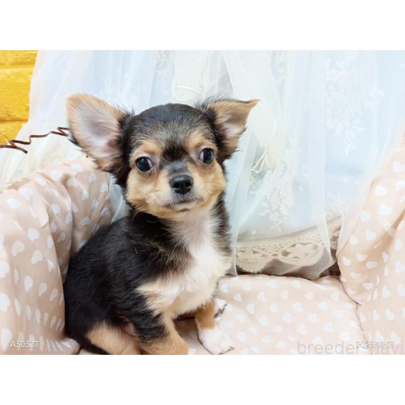 販売中の千葉県のチワワ(ロングコート)-419095の17枚目