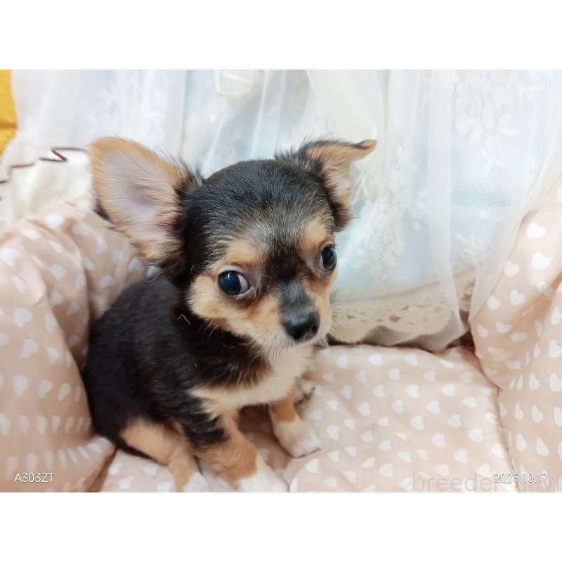 販売中の千葉県のチワワ(ロングコート)-419095の16枚目