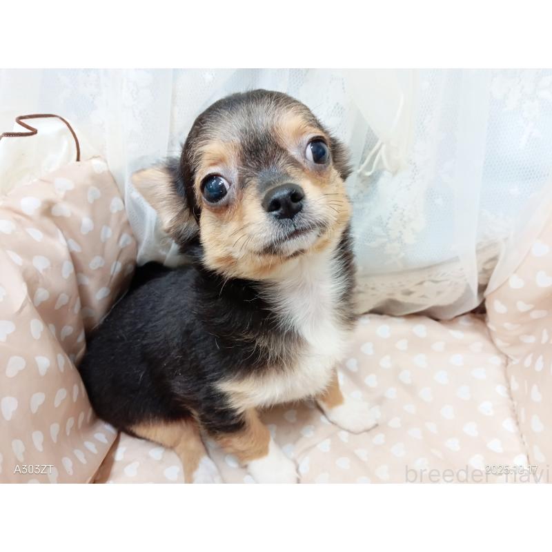 販売中の千葉県のチワワ(ロングコート)-419095の15枚目