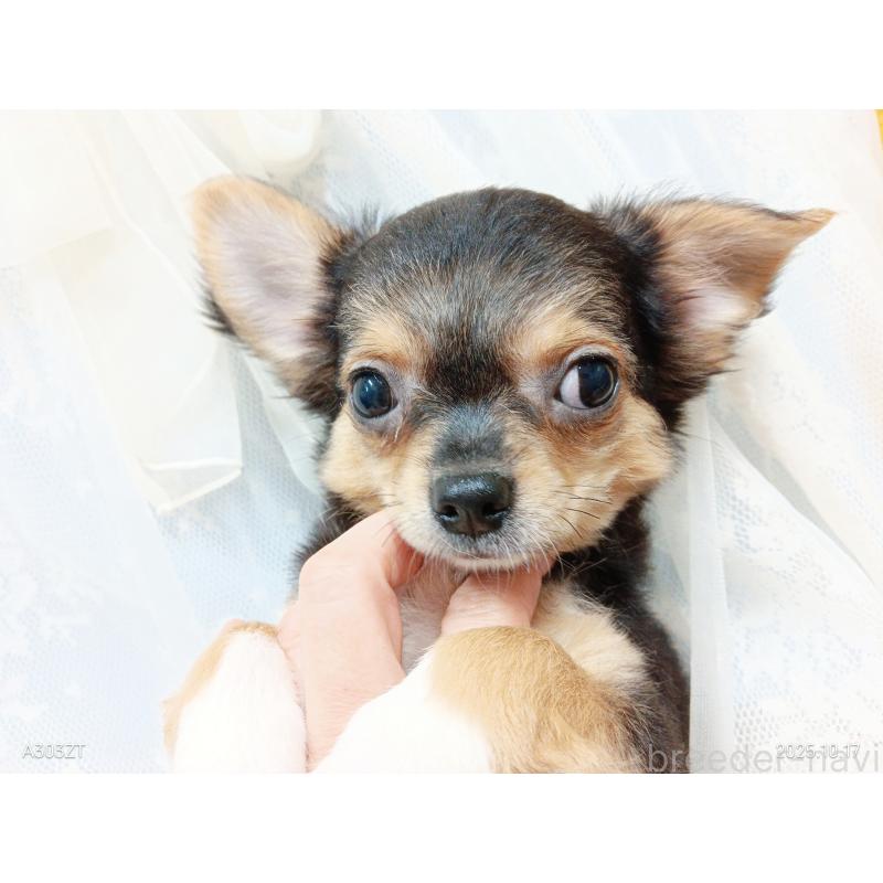 販売中の千葉県のチワワ(ロングコート)-419095の14枚目