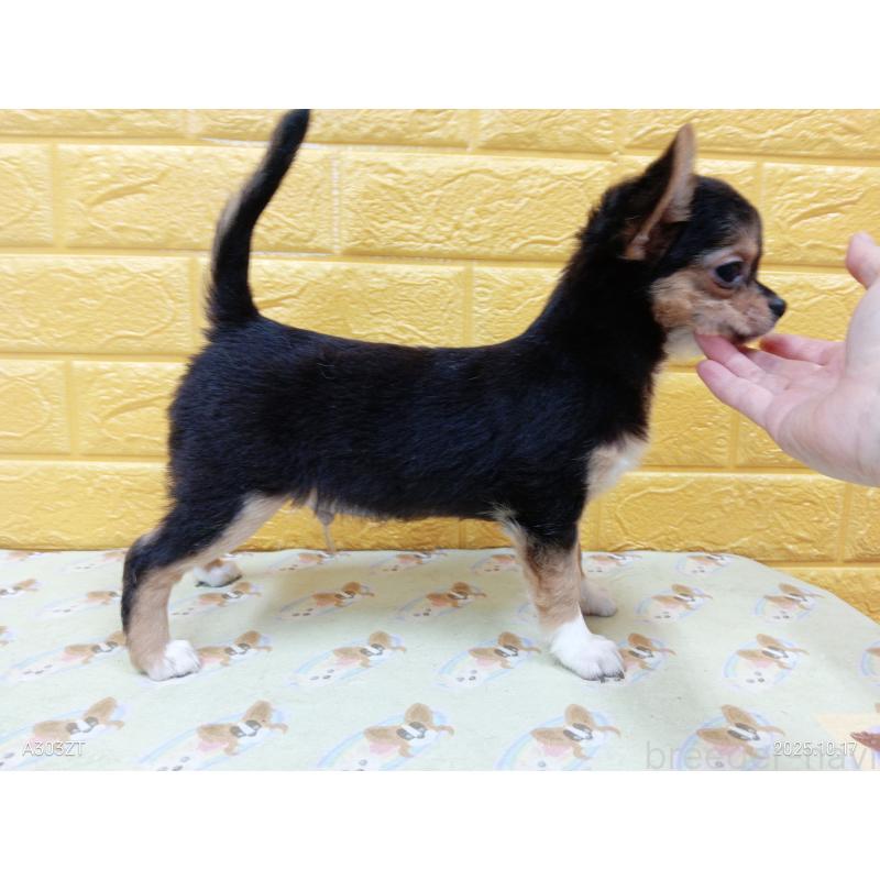 販売中の千葉県のチワワ(ロングコート)-419095の13枚目