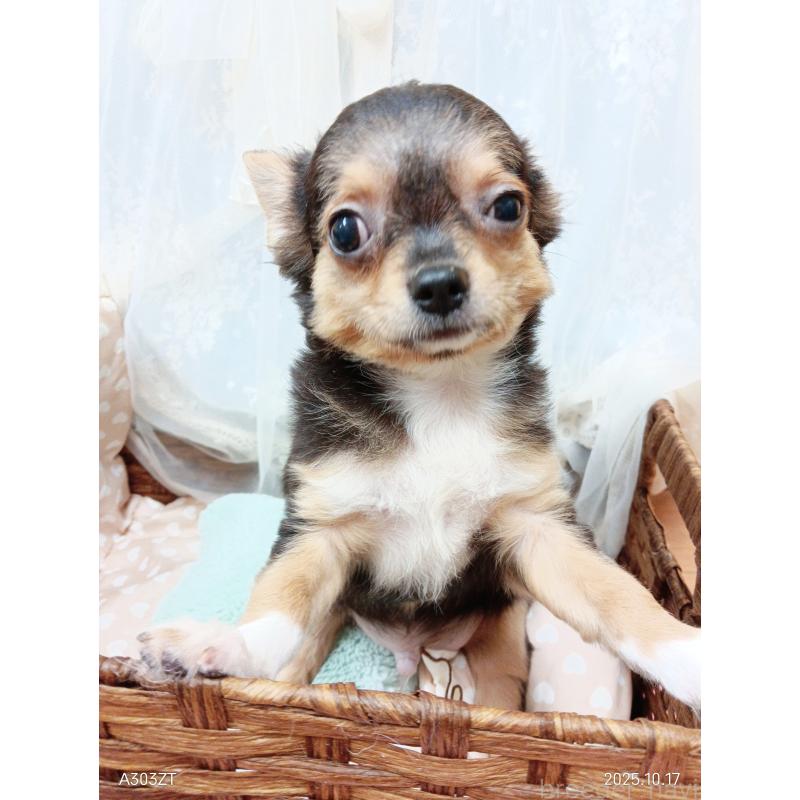 販売中の千葉県のチワワ(ロングコート)-419095の12枚目