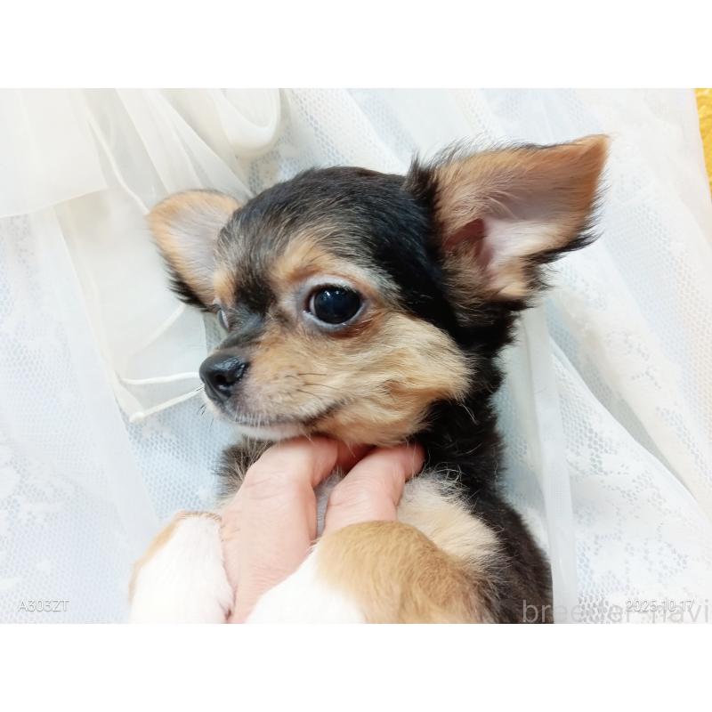 販売中の千葉県のチワワ(ロングコート)-419095の11枚目