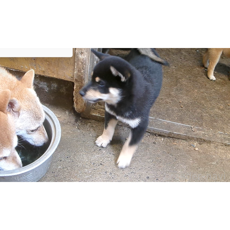 販売中の佐賀県の豆柴-411114の5枚目