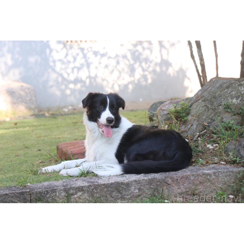 販売中の宮崎県のボーダーコリー-402466の3枚目