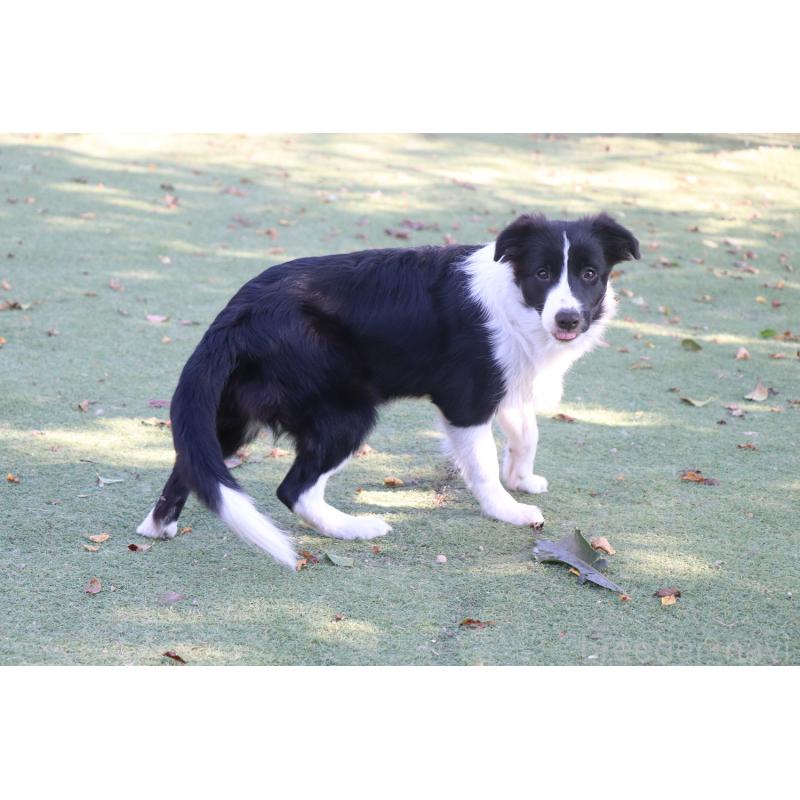 販売中の宮崎県のボーダーコリー-402466の2枚目
