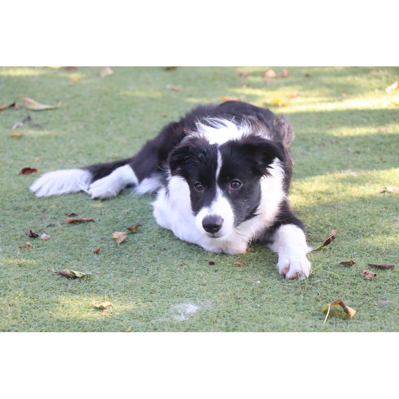 販売中の宮崎県のボーダーコリー-402464の2枚目