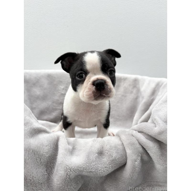 販売中の愛知県のボストンテリア-417487の6枚目