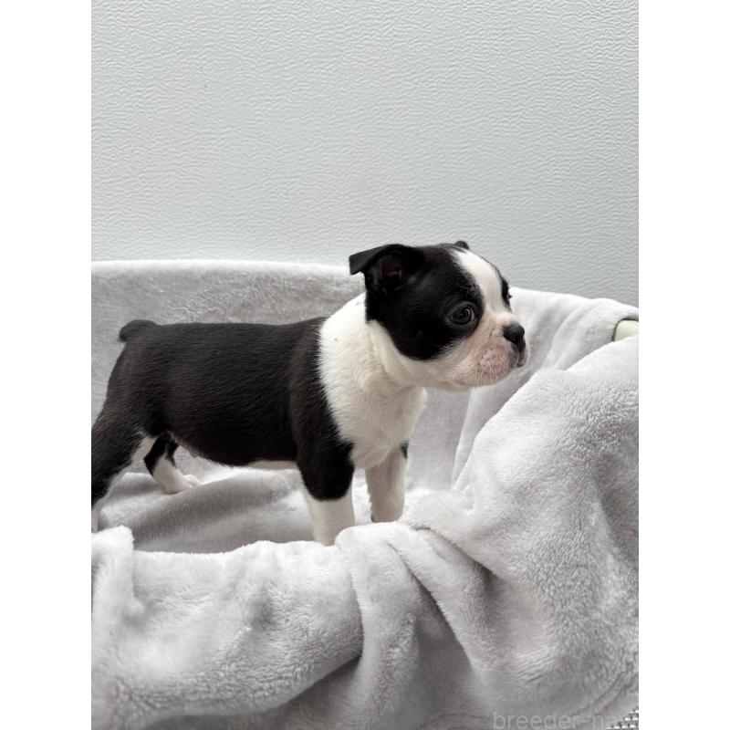 販売中の愛知県のボストンテリア-417487の5枚目