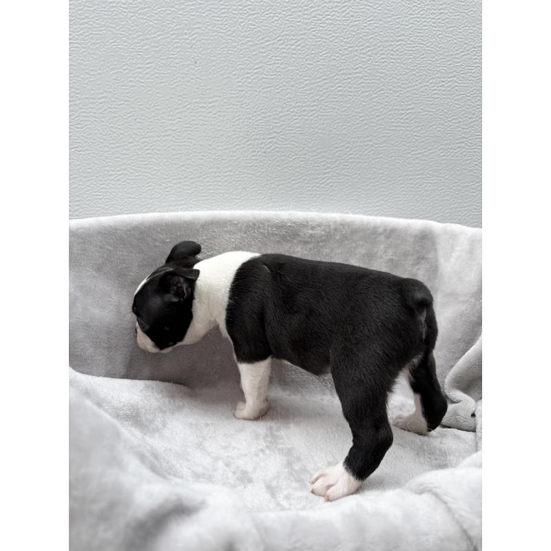 販売中の愛知県のボストンテリア-417487の4枚目