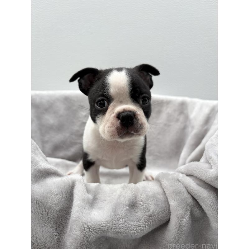 販売中の愛知県のボストンテリア-417487の3枚目