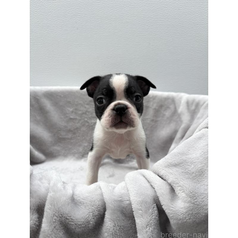 販売中の愛知県のボストンテリア-417484の4枚目