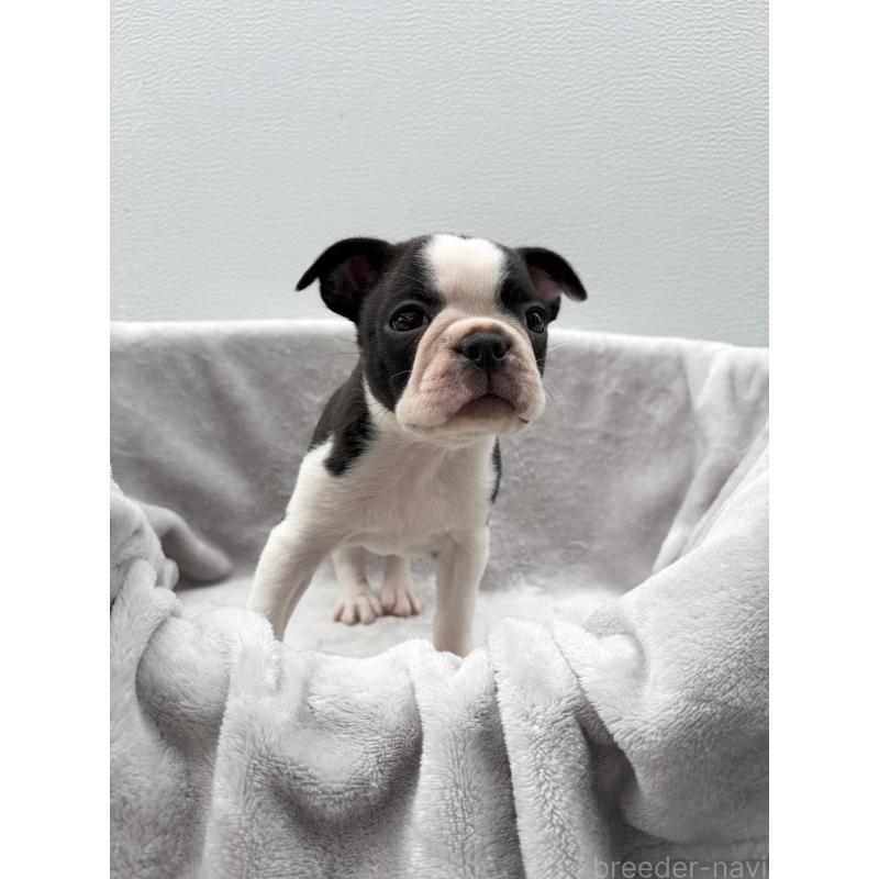 販売中の愛知県のボストンテリア-417473の6枚目