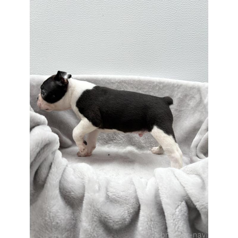 販売中の愛知県のボストンテリア-417473の4枚目