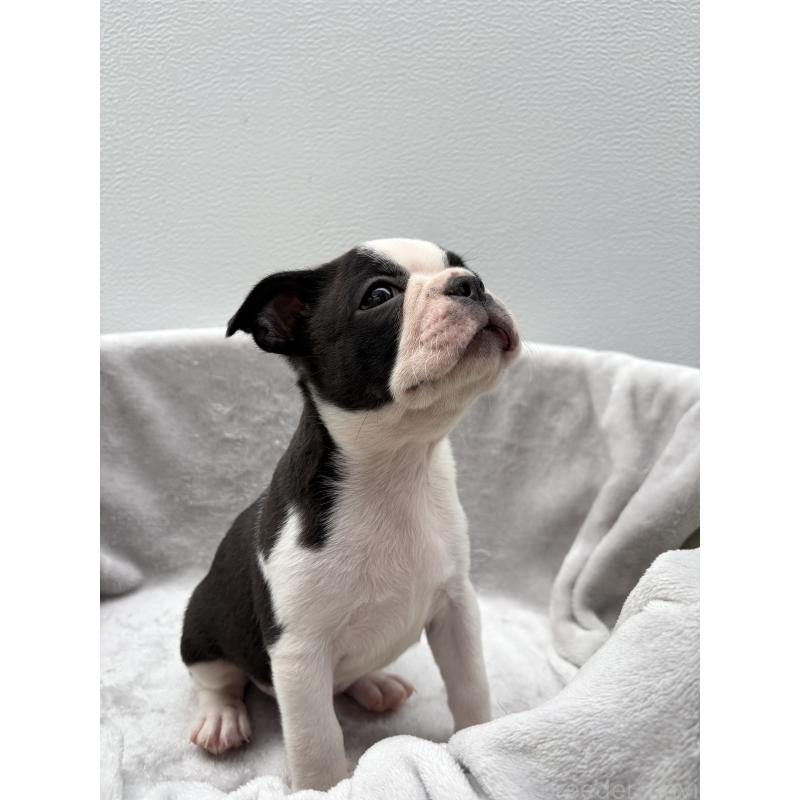 販売中の愛知県のボストンテリア-417473の3枚目