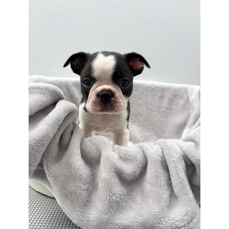 販売中の愛知県のボストンテリア-417473の2枚目