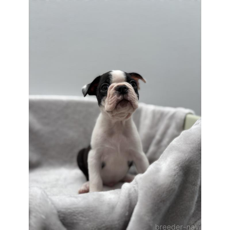 成約済の愛知県のボストンテリア-416730の5枚目