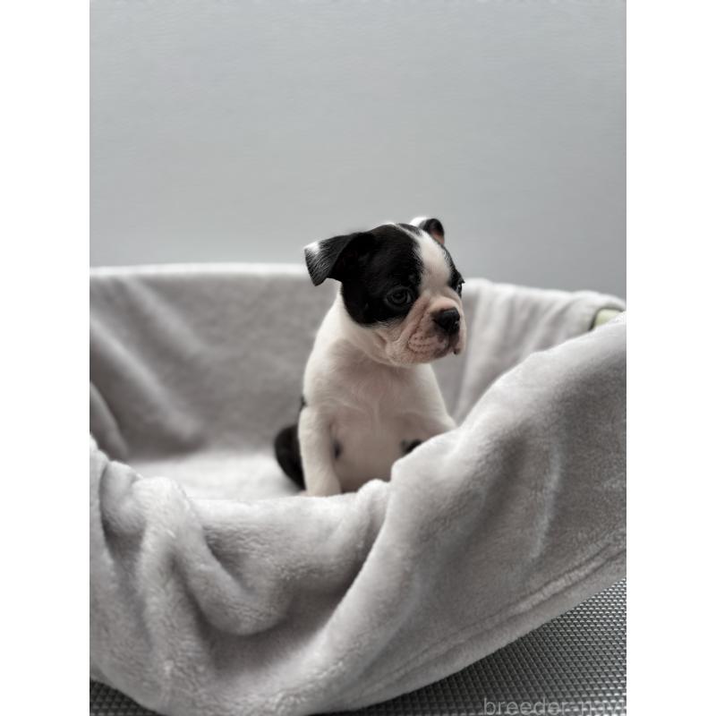 成約済の愛知県のボストンテリア-416730の3枚目