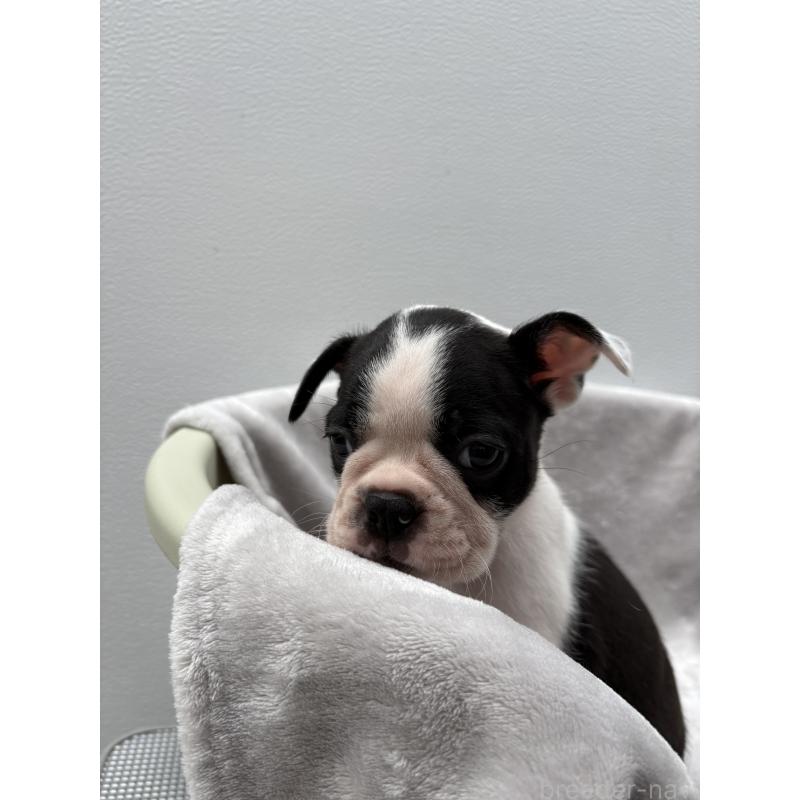 成約済の愛知県のボストンテリア-416730の2枚目