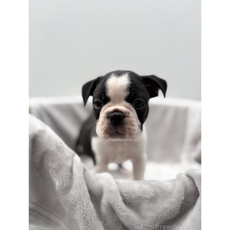 成約済の愛知県のボストンテリア-416728の5枚目