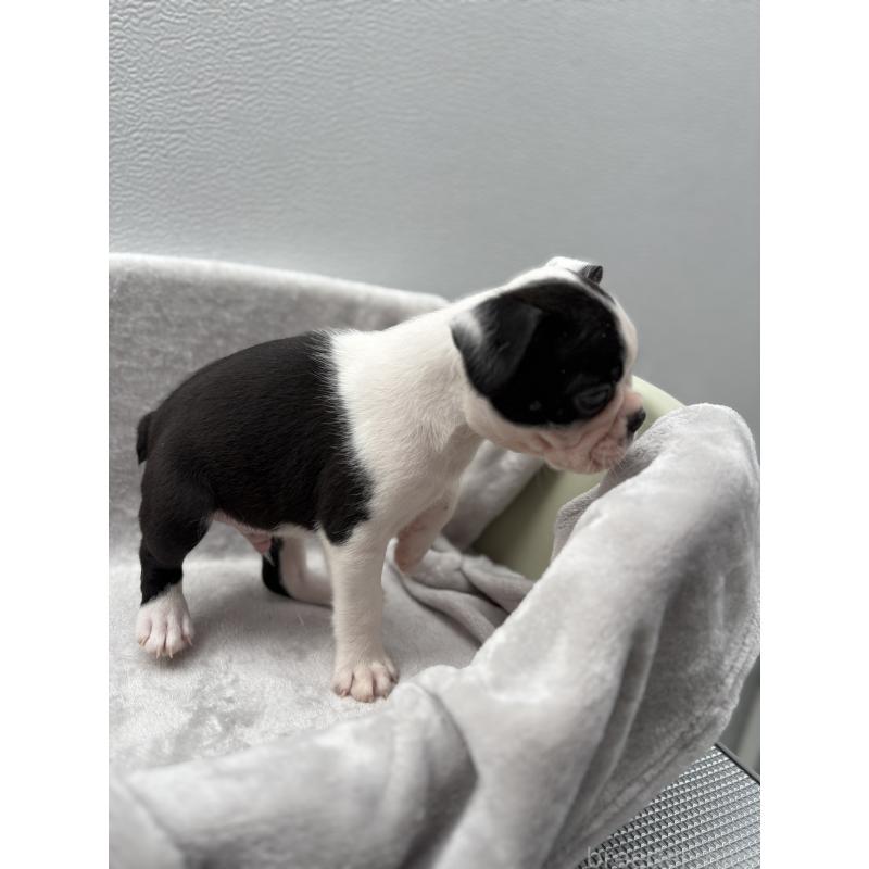 成約済の愛知県のボストンテリア-416728の4枚目