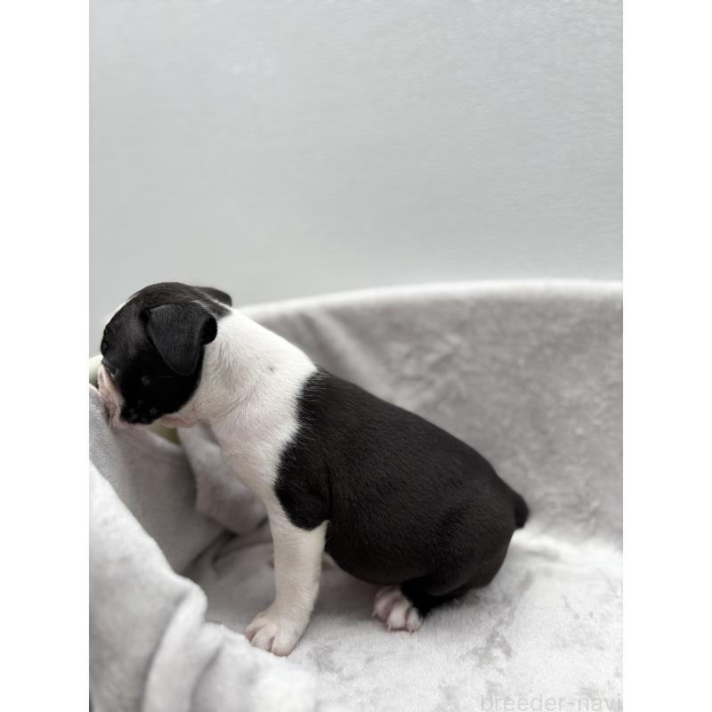 成約済の愛知県のボストンテリア-416728の3枚目