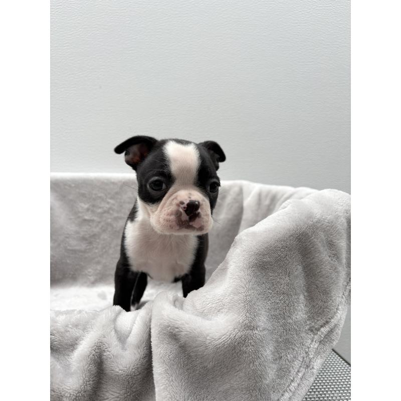 販売中の愛知県のボストンテリア-417470の3枚目