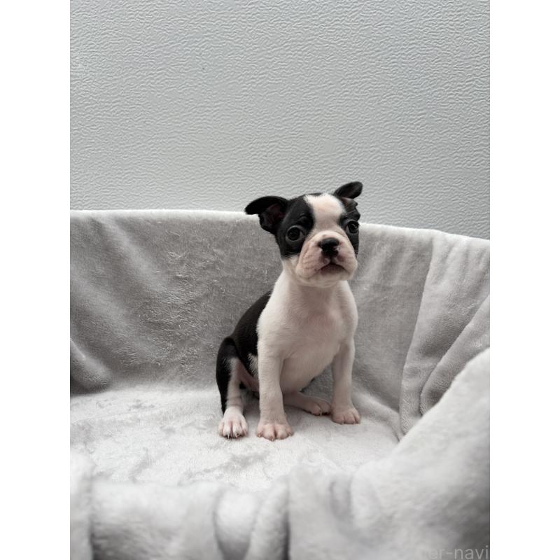 販売中の愛知県のボストンテリア-417471の3枚目