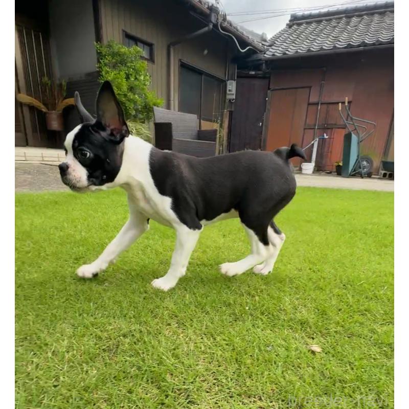 成約済の愛知県のボストンテリア-416545の2枚目