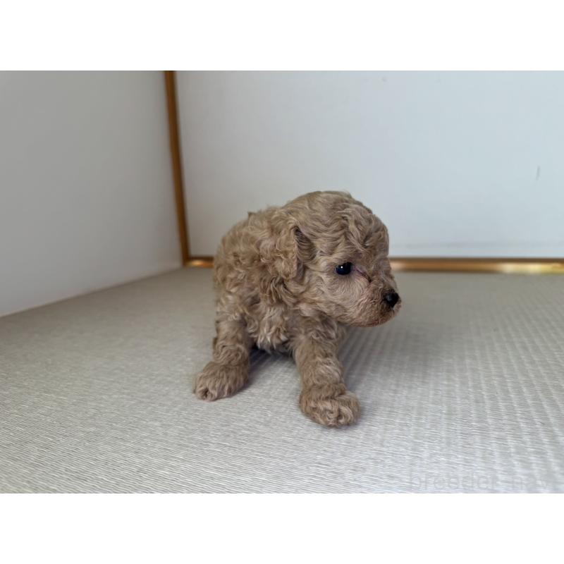 成約済の岡山県のタイニープードル-420287の7枚目