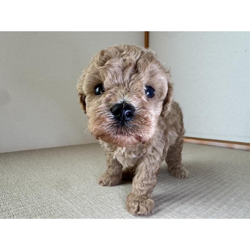 成約済の岡山県のタイニープードル-420287の6枚目