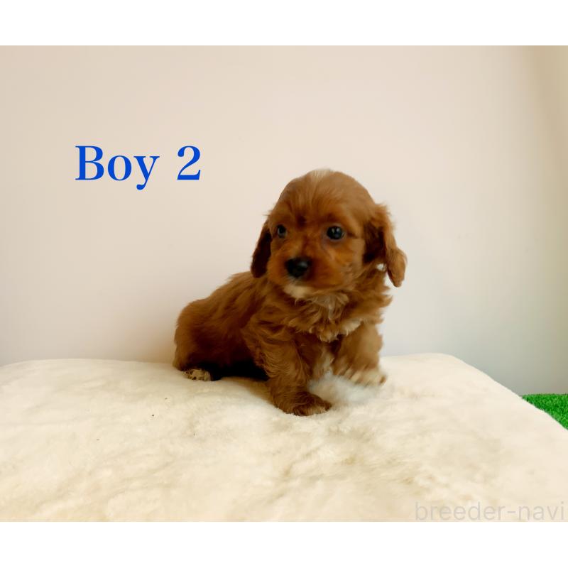 販売中の神奈川県のキャバプー:キャバリア×トイプードル-416215の13枚目