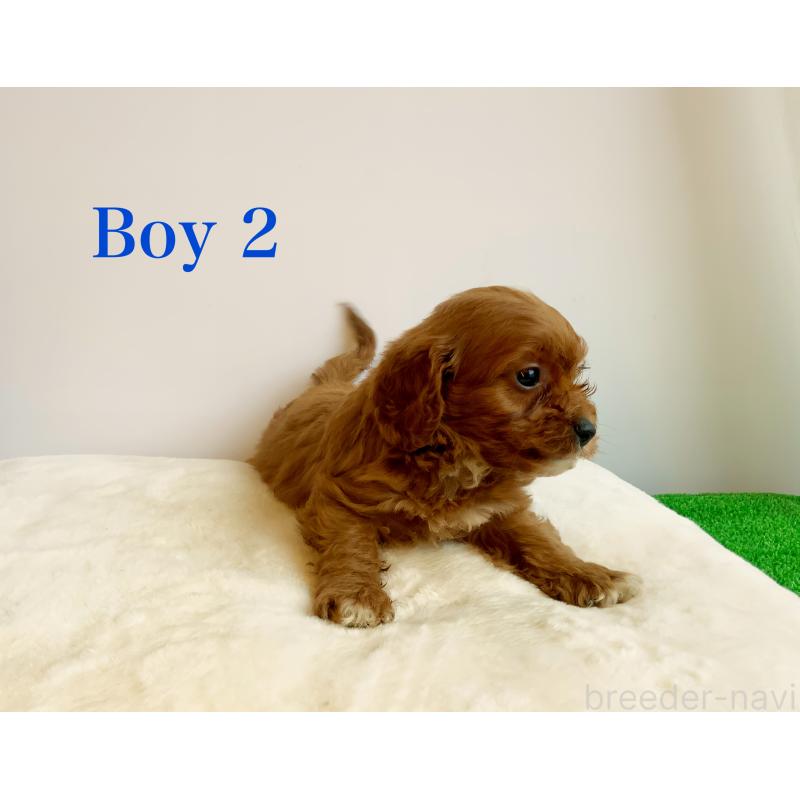 販売中の神奈川県のキャバプー:キャバリア×トイプードル-416215の12枚目