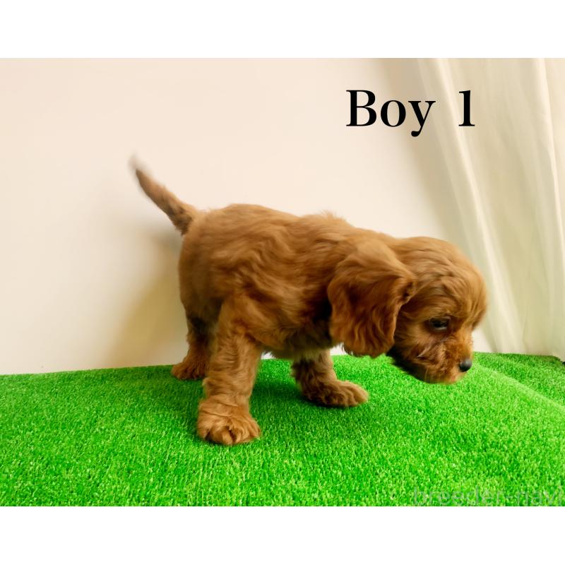 販売中の神奈川県のキャバプー:キャバリア×トイプードル-416239の12枚目