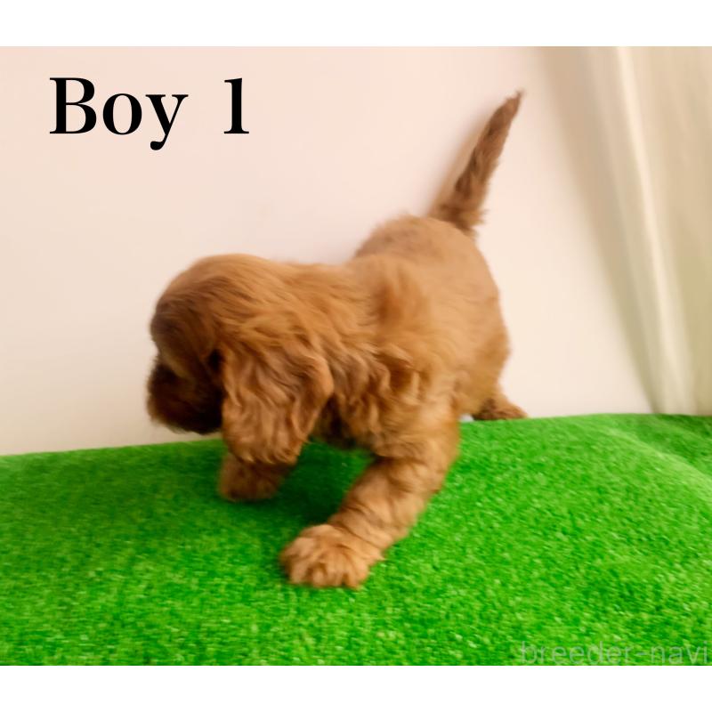 販売中の神奈川県のキャバプー:キャバリア×トイプードル-416239の11枚目