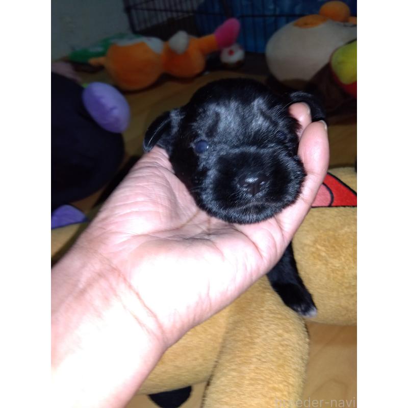 成約済の兵庫県のミニチュアシュナウザー-419553の4枚目