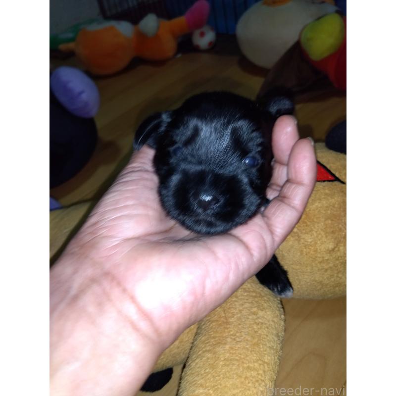 成約済の兵庫県のミニチュアシュナウザー-419553の3枚目