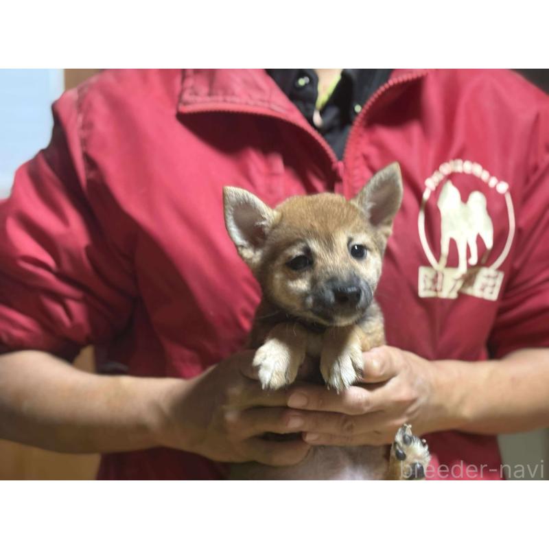 販売中の千葉県の豆柴-411807の2枚目