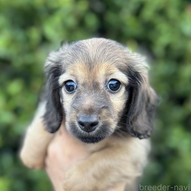 成約済の福岡県のミニチュアダックスフンド(ロングヘアード)-416641の3枚目