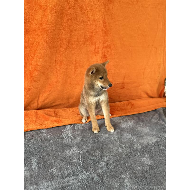 成約済の岡山県の豆柴-408370の8枚目