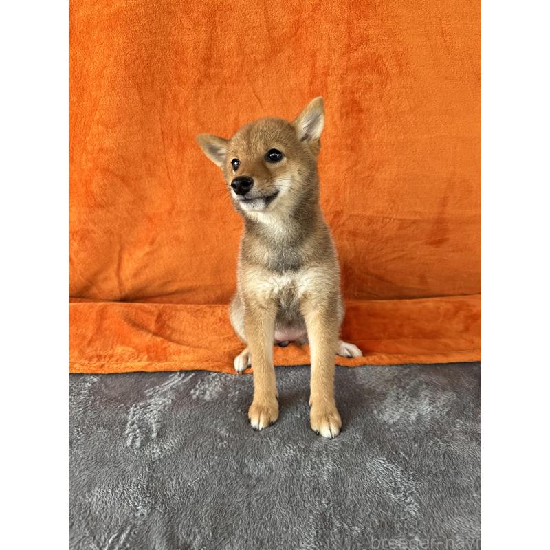 成約済の岡山県の豆柴-408370の7枚目