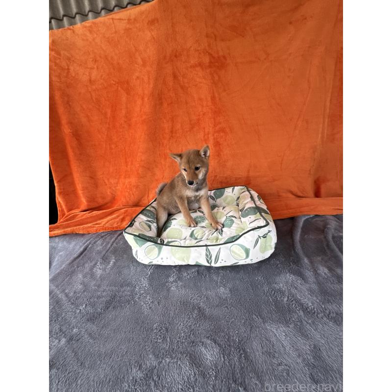 成約済の岡山県の豆柴-408370の5枚目