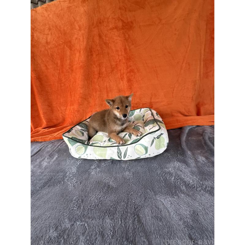 成約済の岡山県の豆柴-408370の4枚目