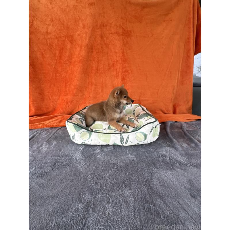 成約済の岡山県の豆柴-408370の3枚目