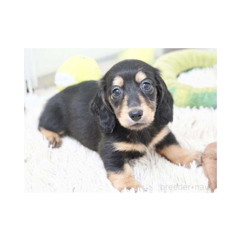 成約済の兵庫県のミニチュアダックスフンド(ロングヘアード)-420278の6枚目